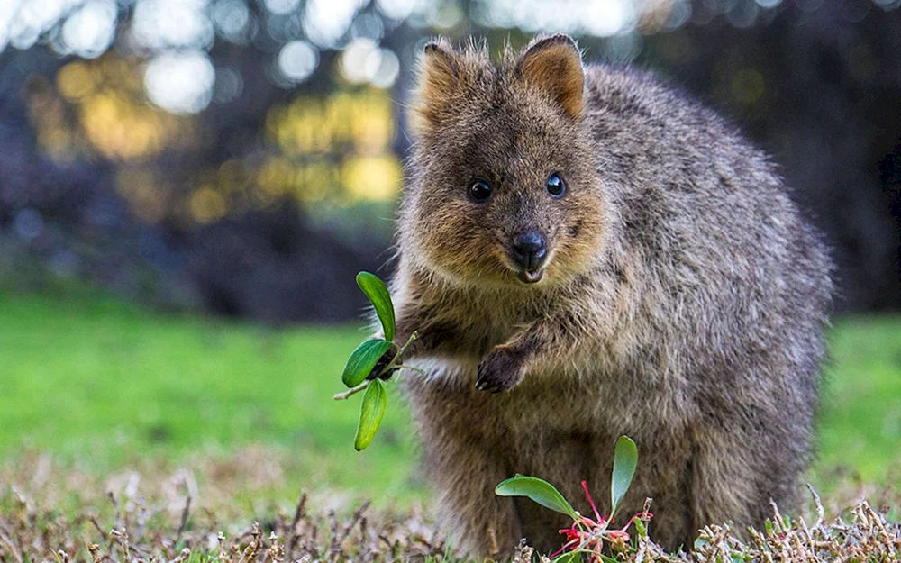 Känguru Kwokka