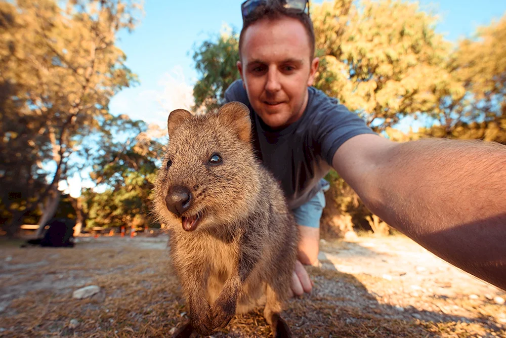 Känguruh Quokka