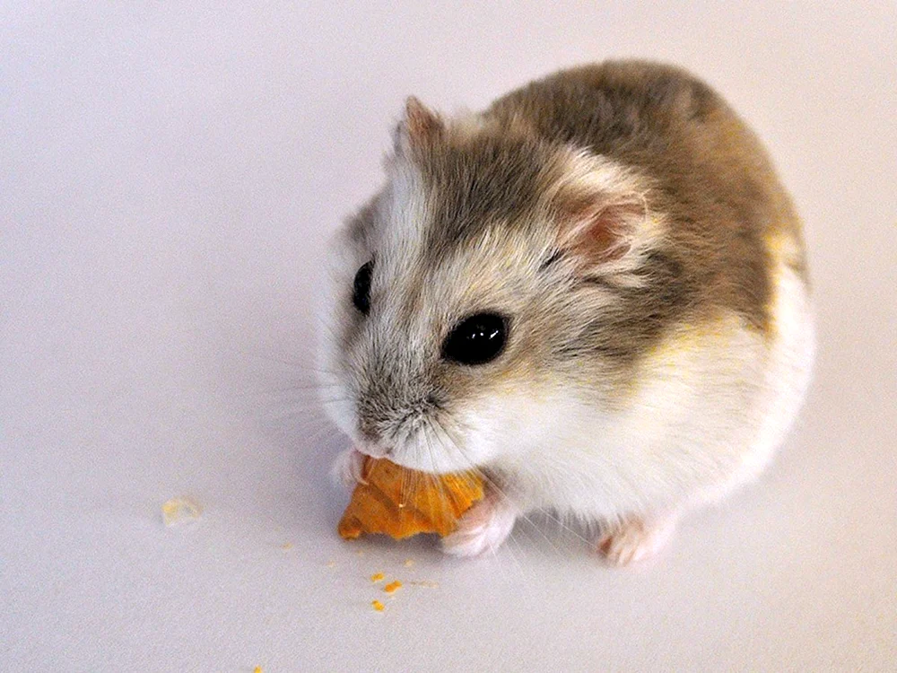 Dschungarischer Hamster
