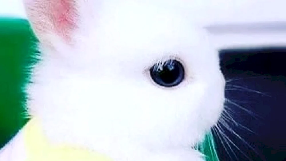 Carlicky Hotot