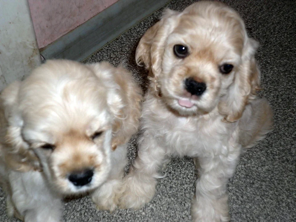 Cocker spaniel mini