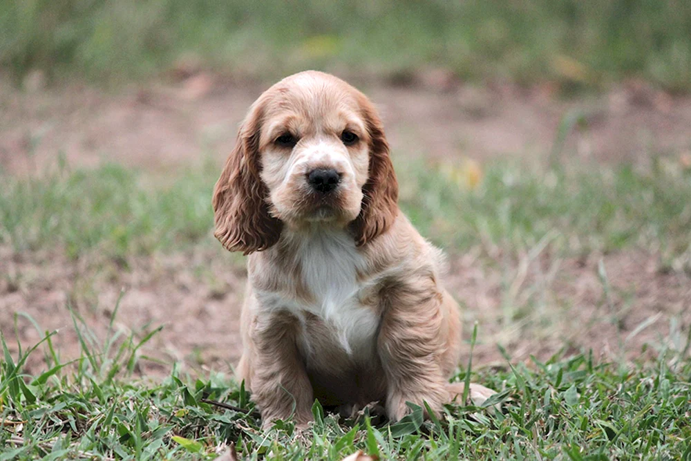 Zwerg Cocker spaniel