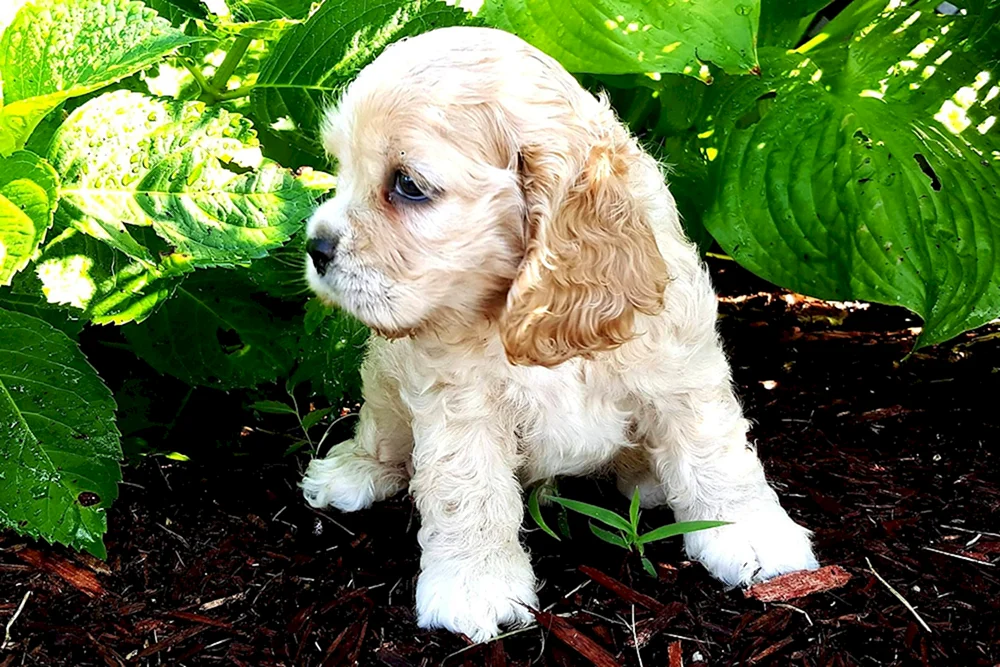 Zwerg Cocker spaniel