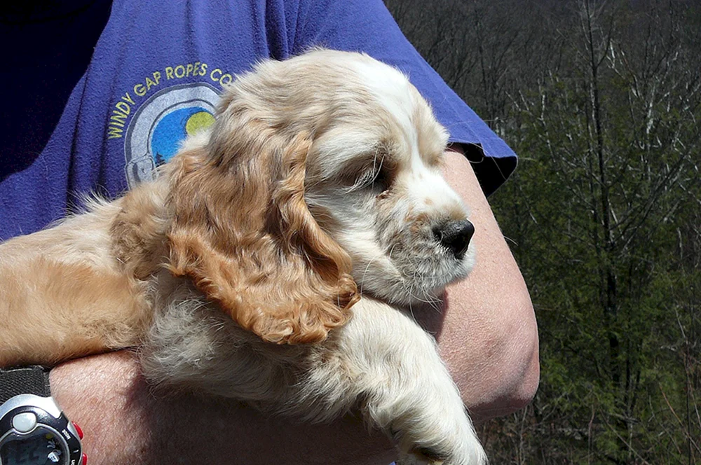 Amerikanischer Cocker spaniel zwerg