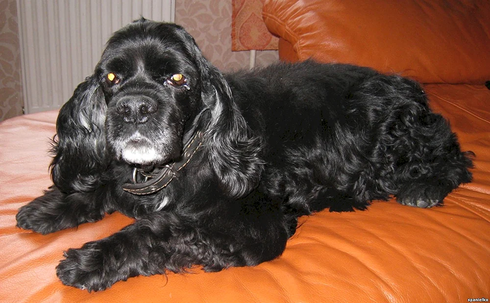 Amerikanischer Cocker Spaniel