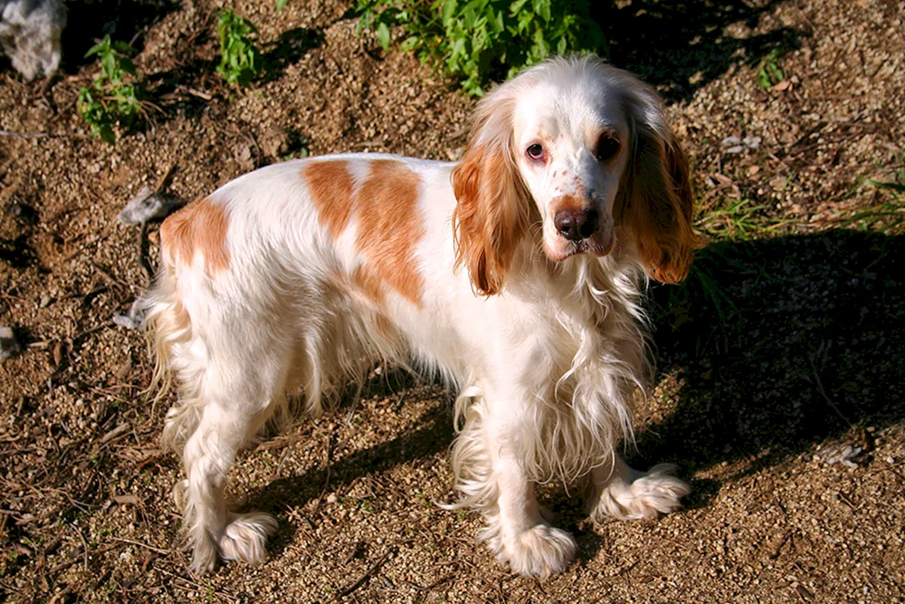 Cocker spaniel