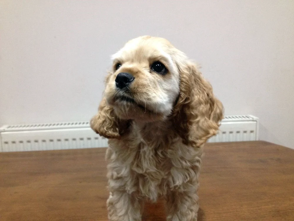 Cavalier King Charles spaniel