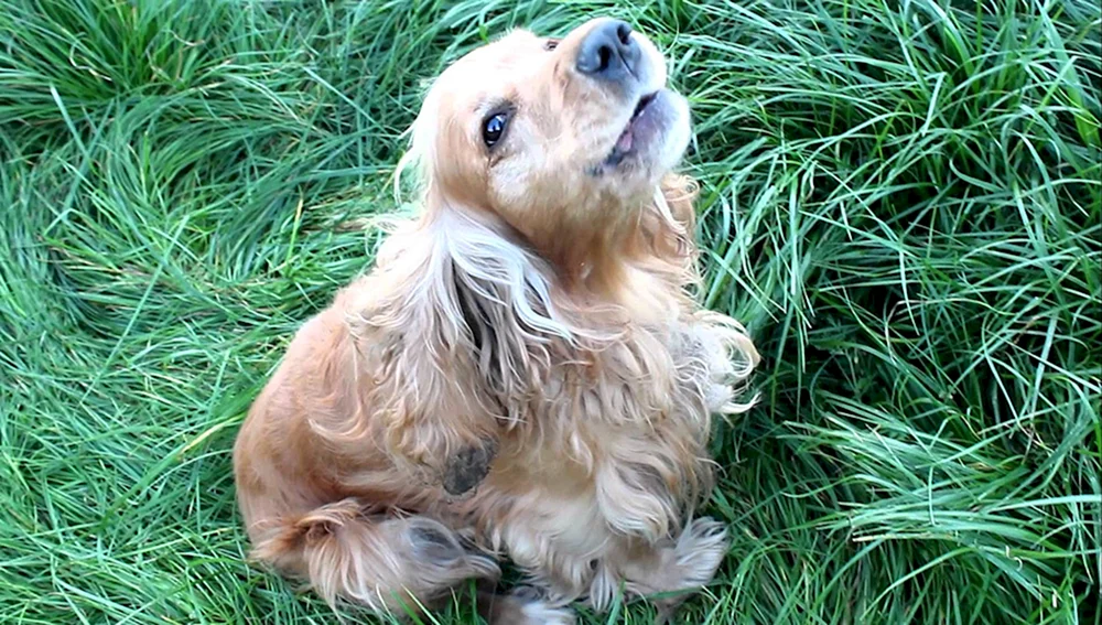 Cocker spaniel