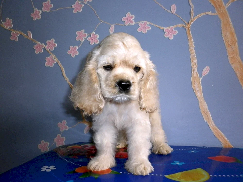 Cocker spaniel