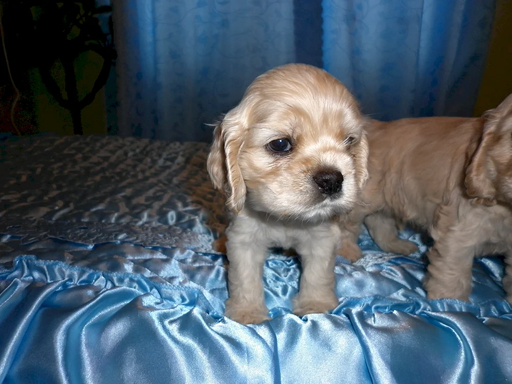 Carlitz Cocker spaniel