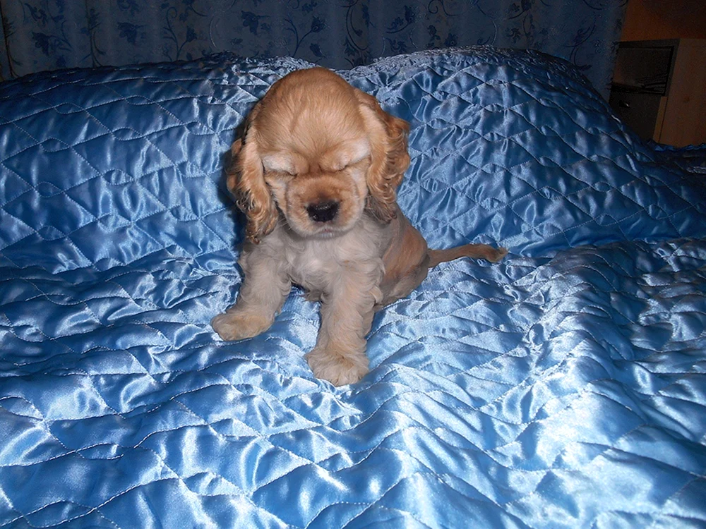 Carlitz Cocker spaniel
