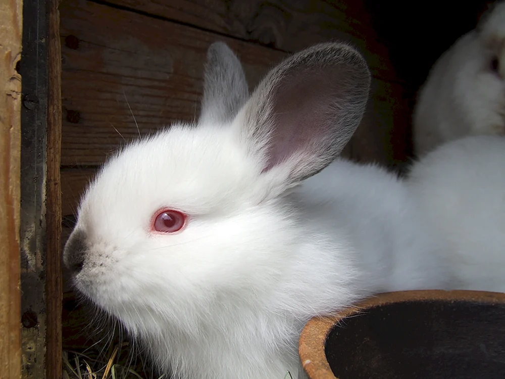 Albino-Kaninchen mit Albino-Augen