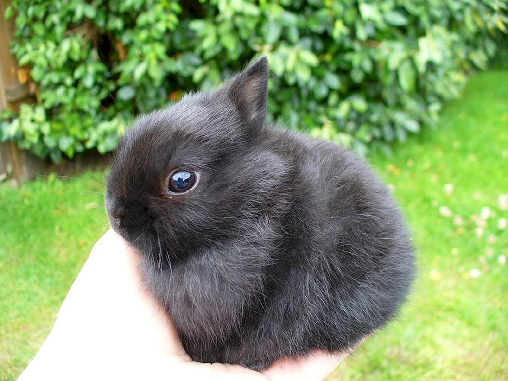 Schwarzes Zwergkaninchen schwarz