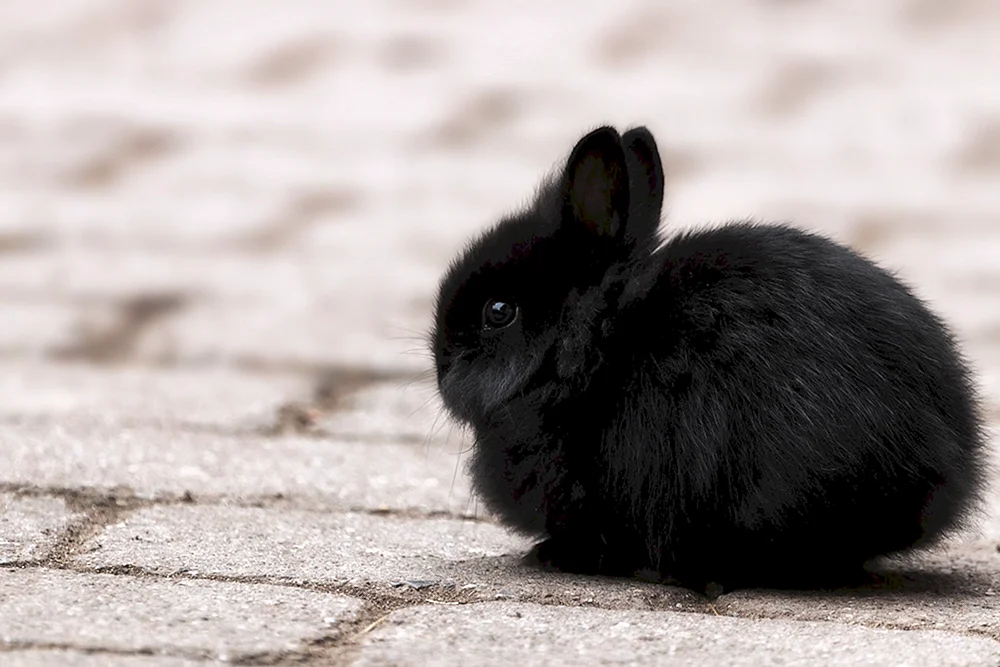 Zwergkaninchen Pygmy