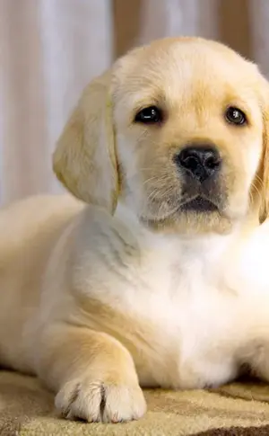 Zwerg Labrador