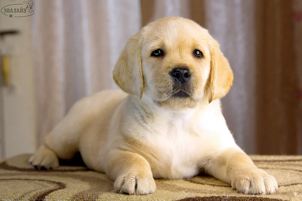 Zwerg Labrador