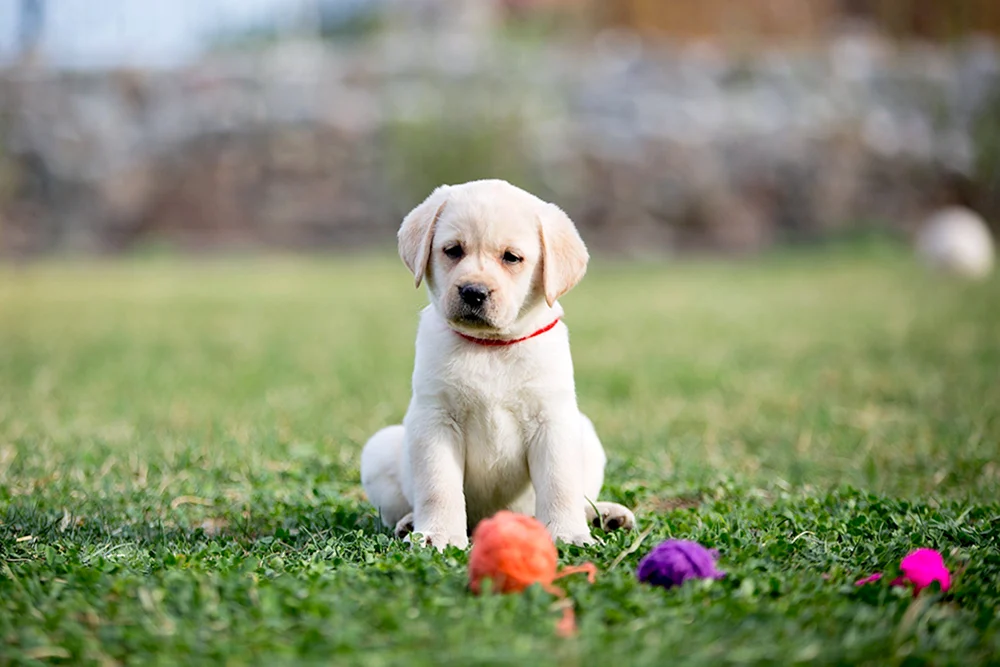 Labrador Retriever Zwerg