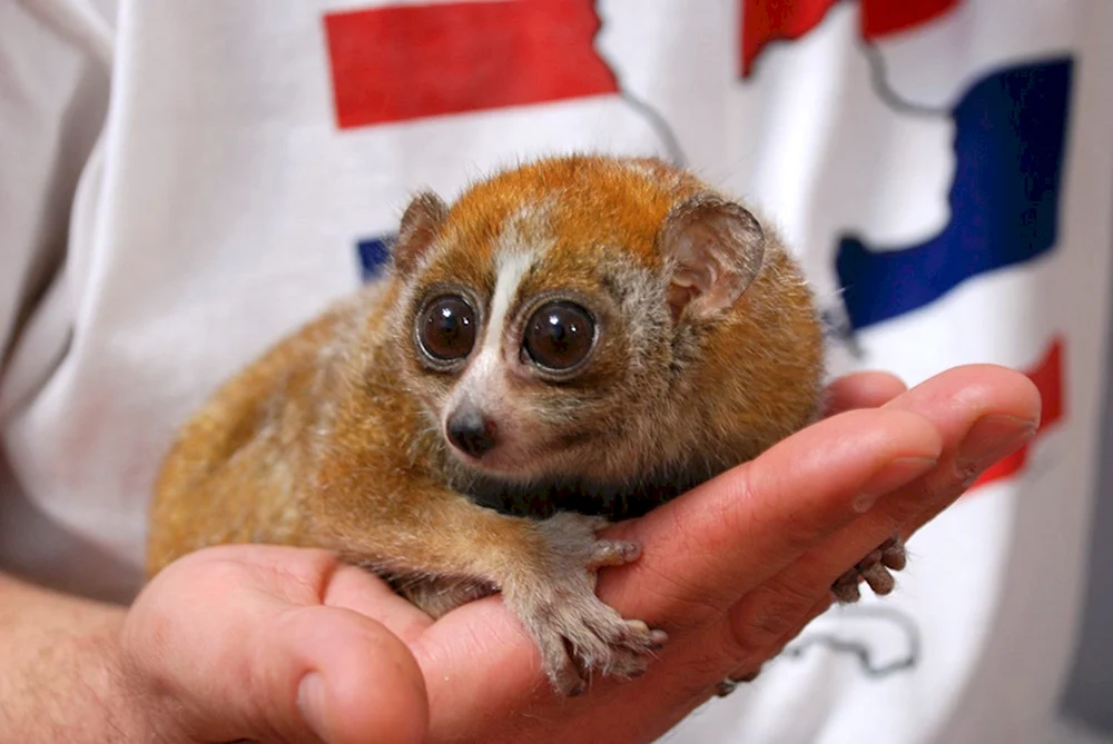 Lemur Lory klein