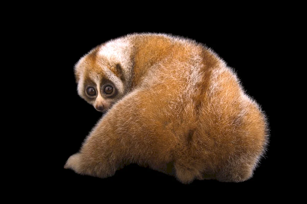 Lemur Lory