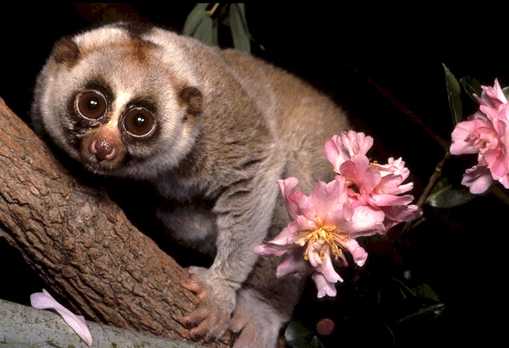 Lemur Lori klein