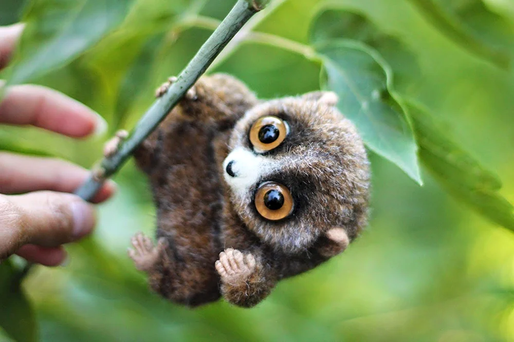Madagaskar-Lemur Lori