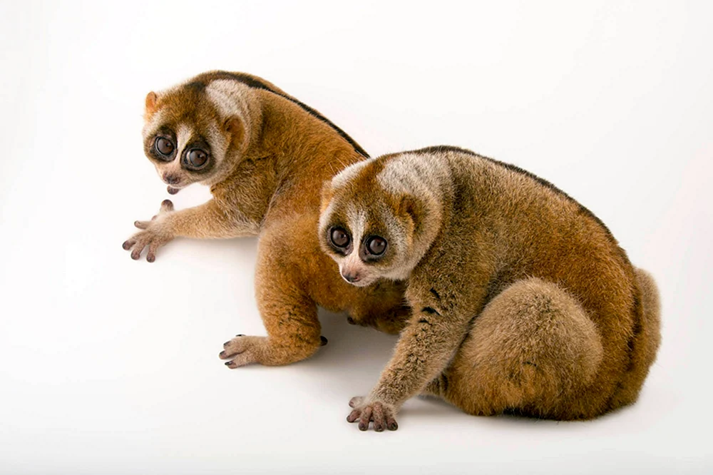 Carly-Lemur Lori