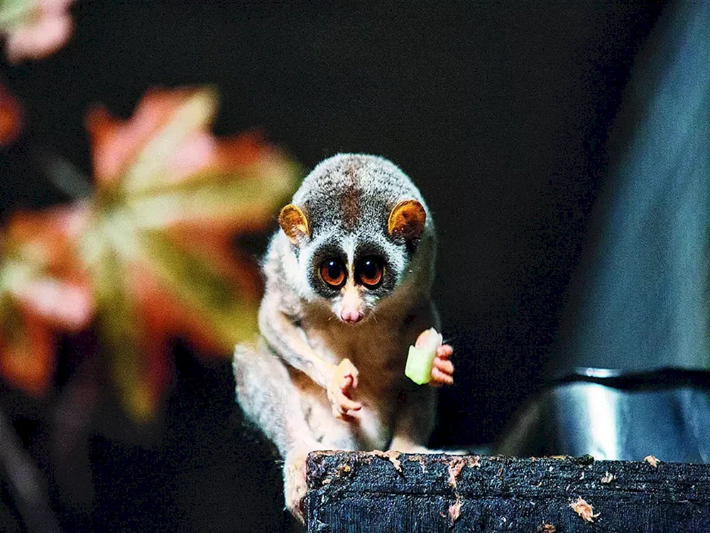 Fettlemur Lori