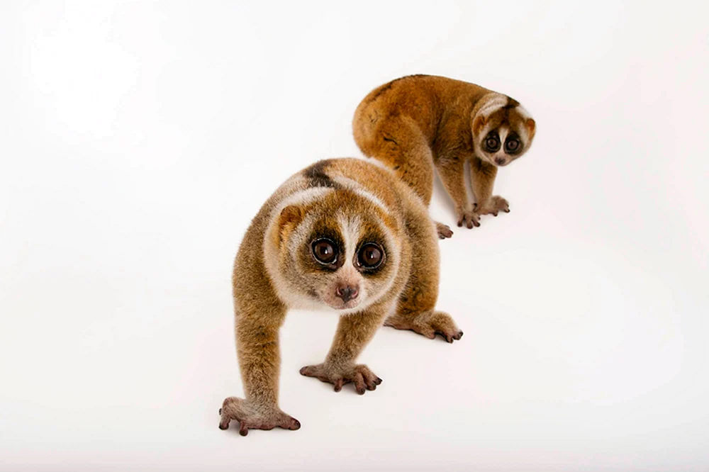 Carly-Lemur Lori