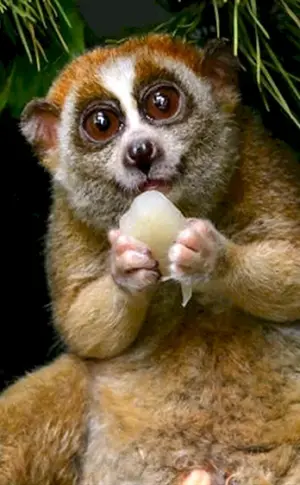 Loris Zwerglemur