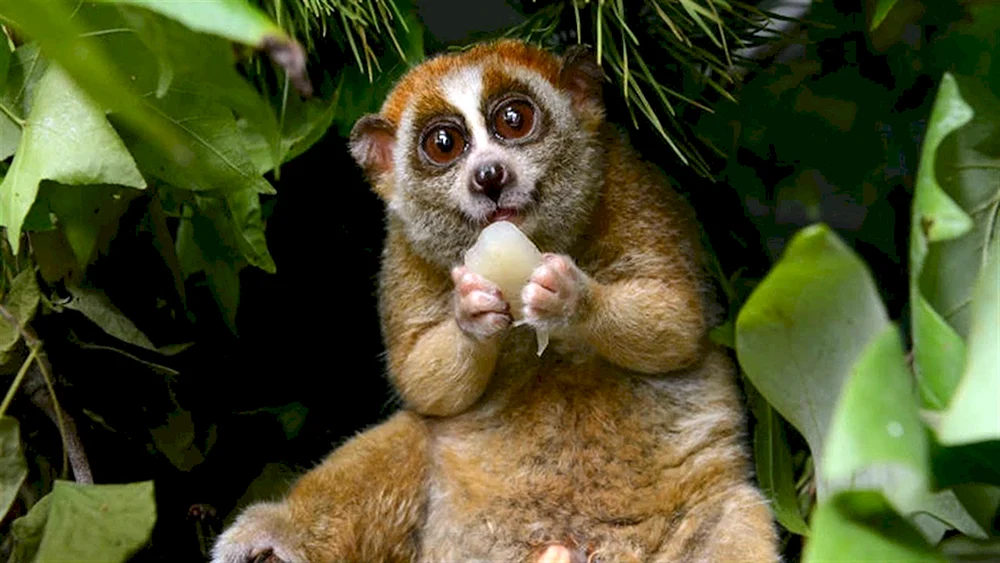 Loris Zwerglemur