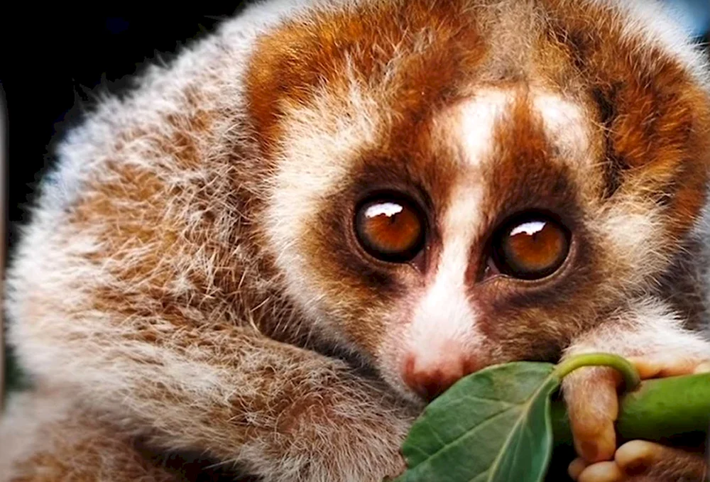 Loris Zwerglemur