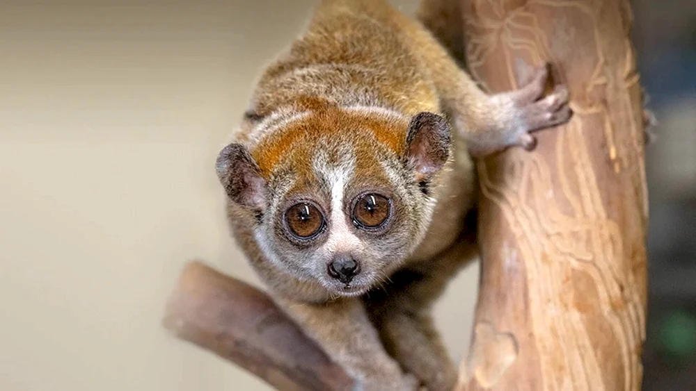 Loris Lemur