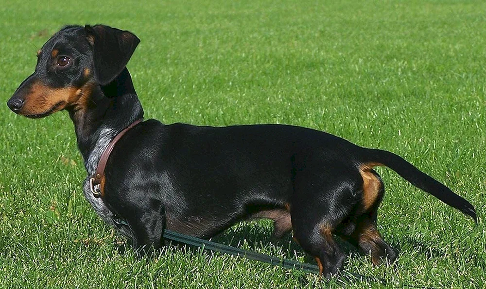 Dwarf Manchester Terrier