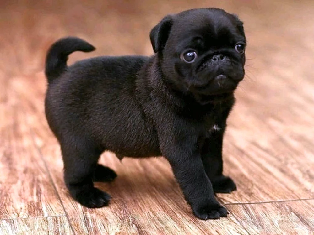 Mops Hunderasse