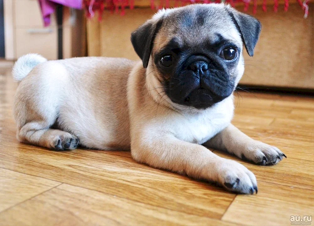 Mops