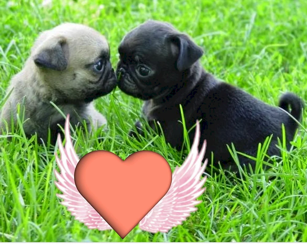 Mops