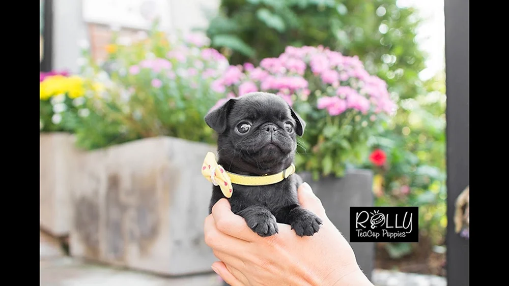 Amerikanischer LO-shih Mops