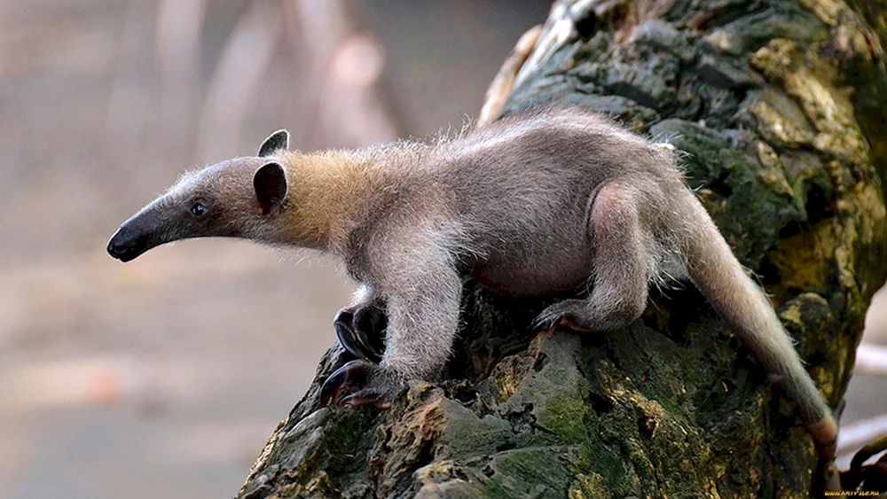 Riesenameisenbär von Südamerika