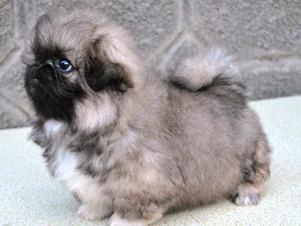 Zwerg Pekingese