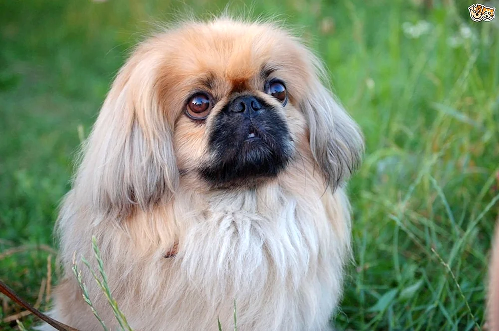 Zwerg Pekingese