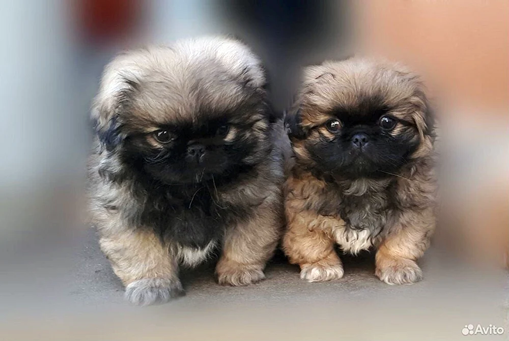 Saia. Pekingese