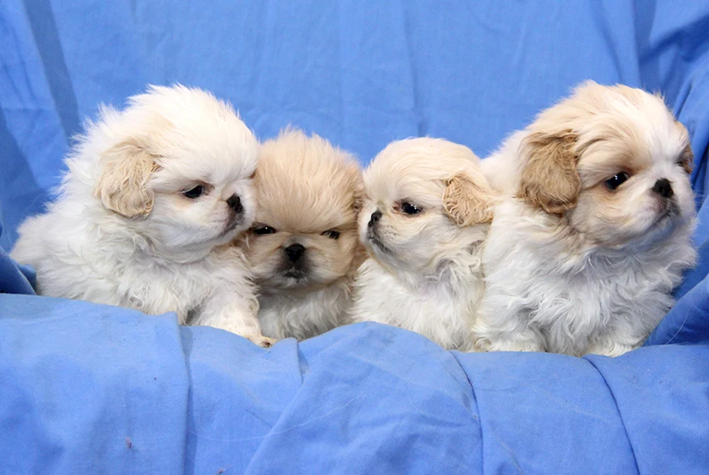 Pekingese