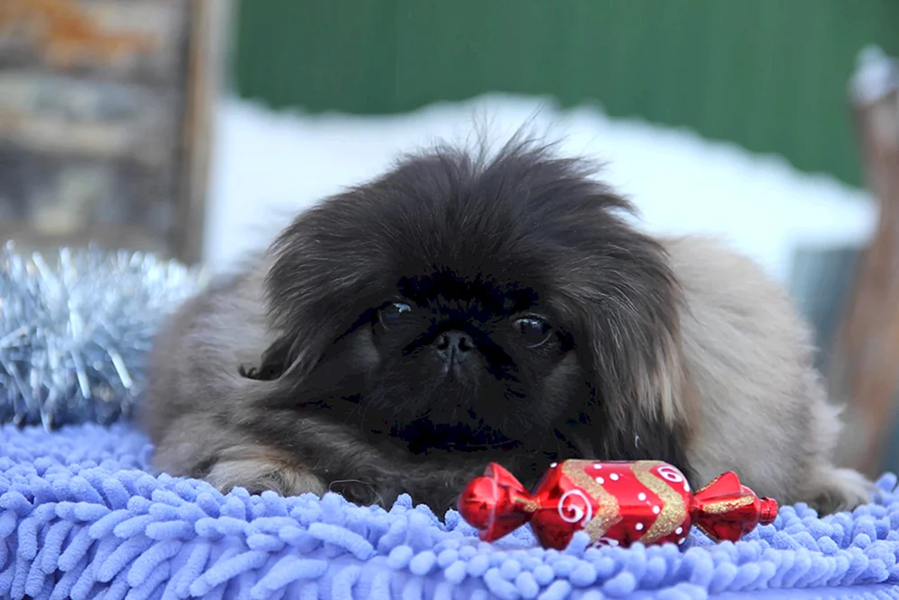 Königlicher Pekingese