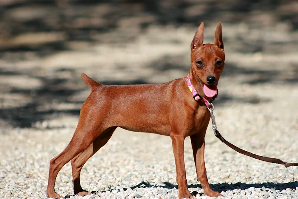 Dobermann Hund Pinscher
