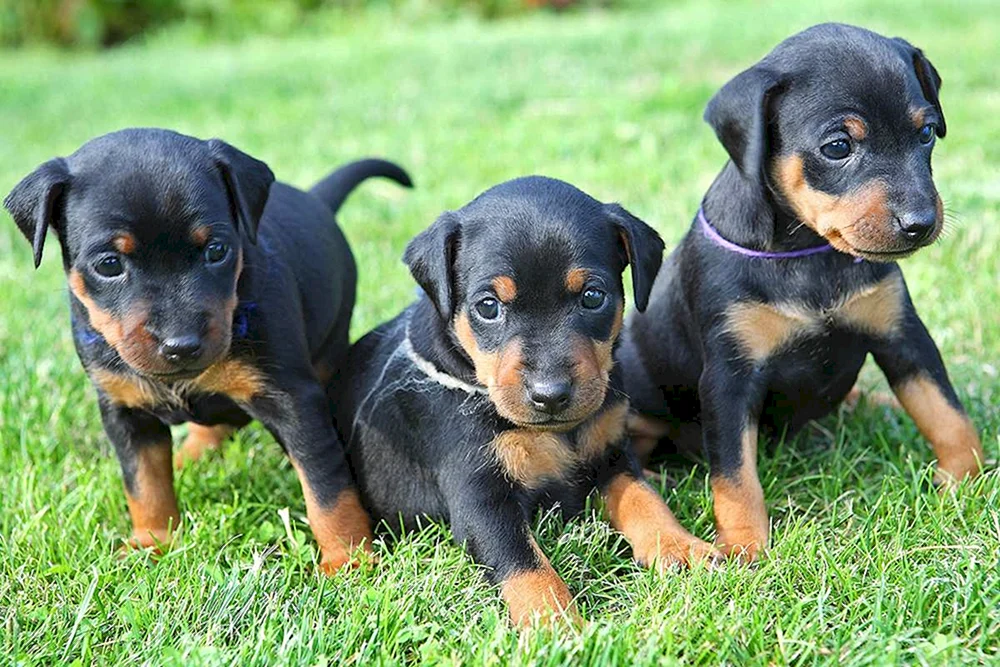 Dobermannwelpe