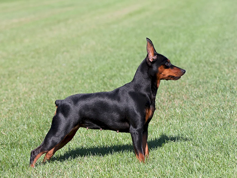 Dobermann unkupiert