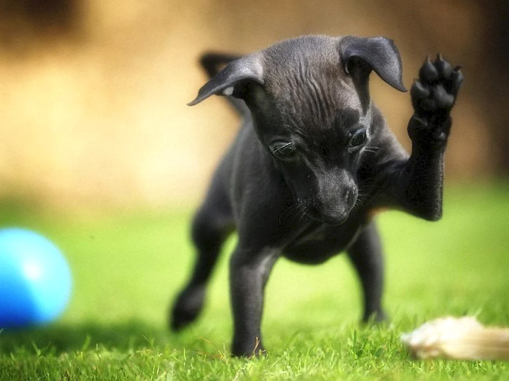 Zwergpinscher schwarz