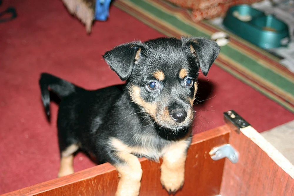 Dackelpinscher