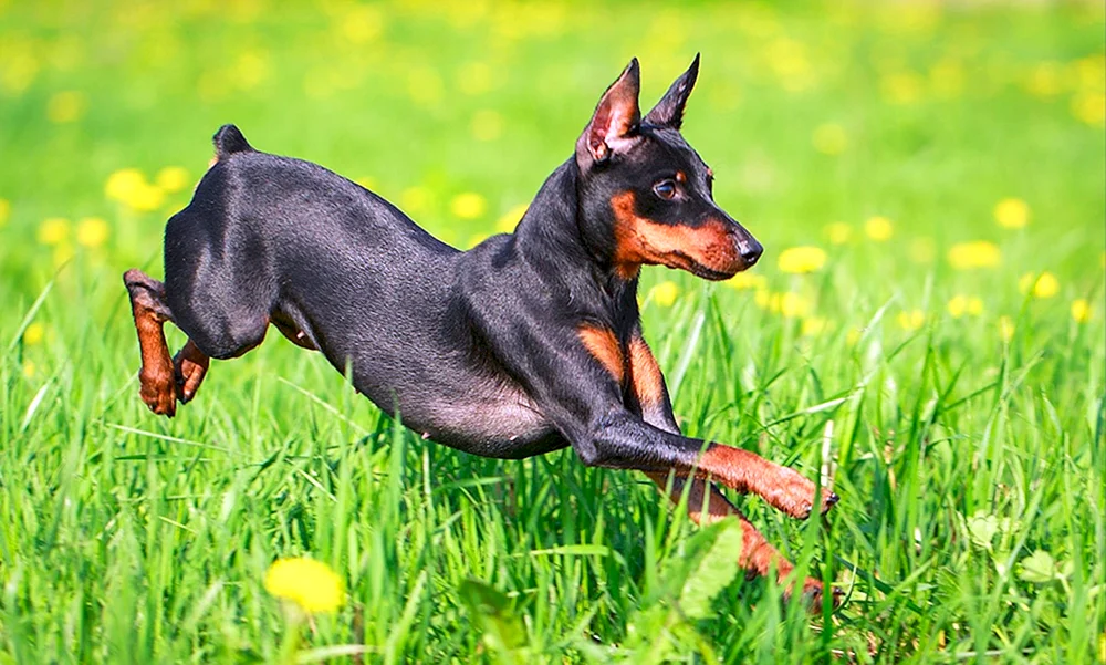 Rassedobermann Pinscher