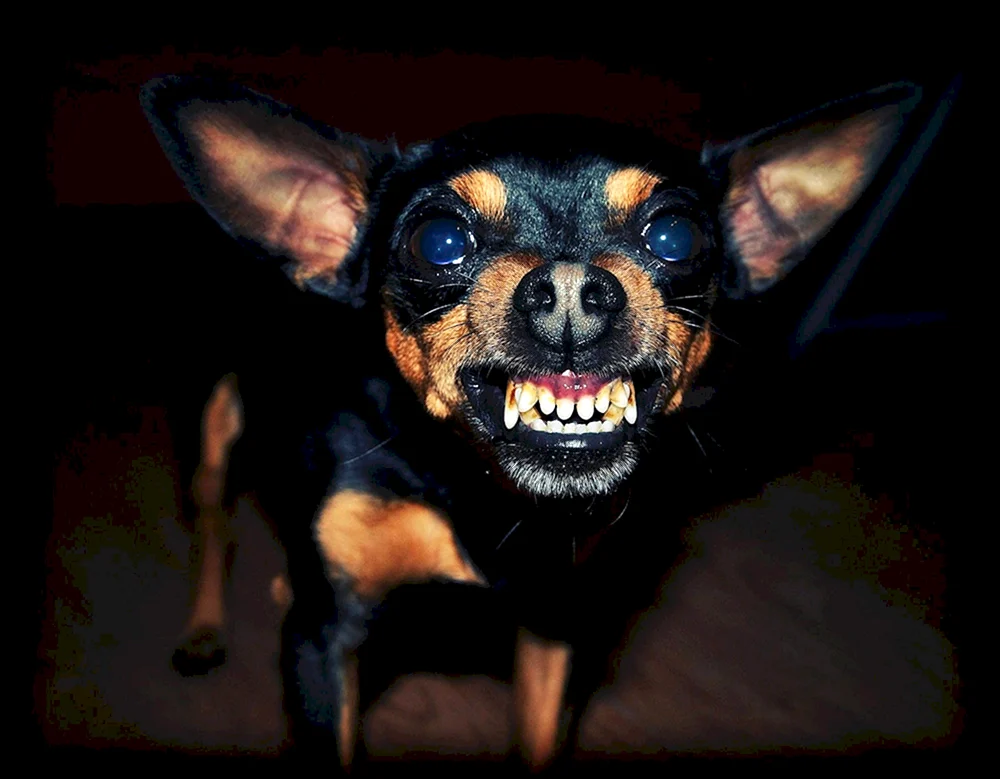 Dobermann